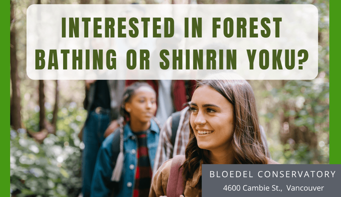 Shinrin Yoku (Forest Bathing) Guided Walk Sep 26
